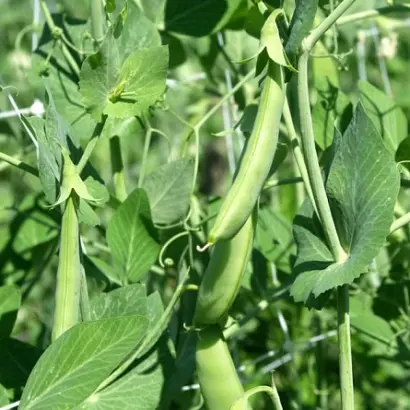 АКСАЙСКИЙ УСАТЫЙ 7