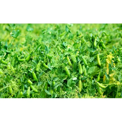 АКСАЙСКИЙ УСАТЫЙ 55