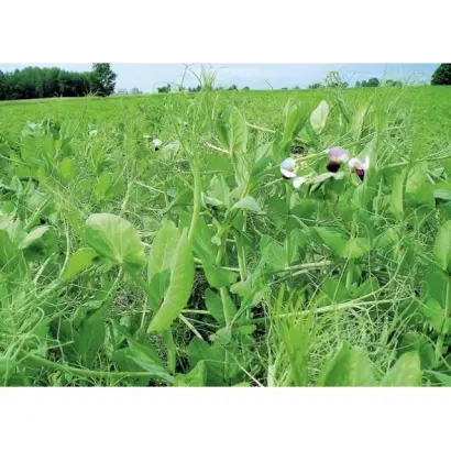 УСАТЫЙ КОРМОВОЙ