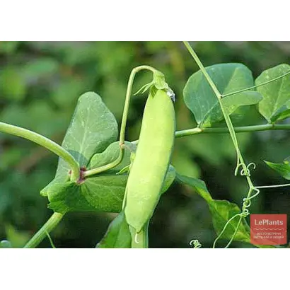 НЕИСТОЩИМЫЙ 195