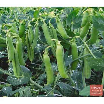 РАННИЙ ГРИБОВСКИЙ 11