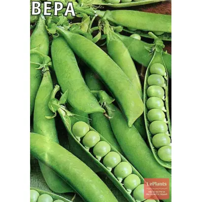 ВЕРА