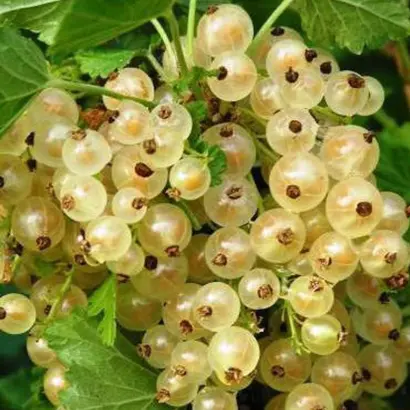 ЮТЕРБОГСКАЯ