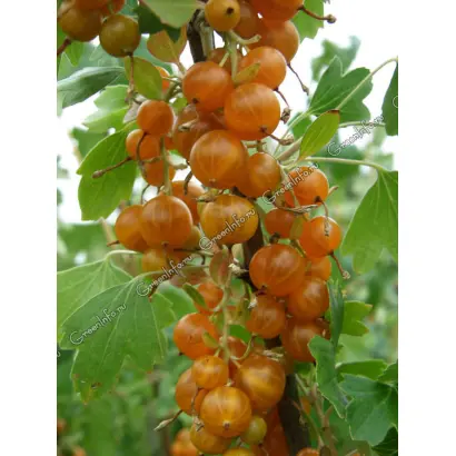 ЗНОЙНЫЙ МИРАЖ