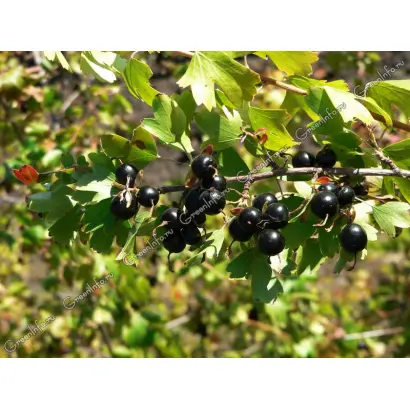 МИЧУРИНСКИЙ СУВЕНИР