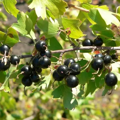 ЮБИЛЕЙ АЛТАЯ