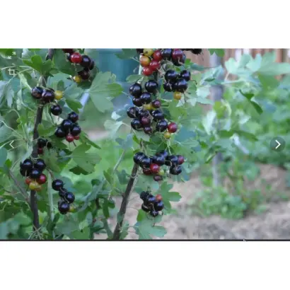 БАЙКАЛЬСКАЯ СИНЕВА