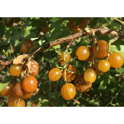 СИБИРСКОЕ СОЛНЫШКО