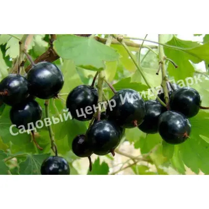 ПОДАРОК АРИАДНЕ