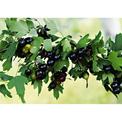 БАРНАУЛЬСКАЯ