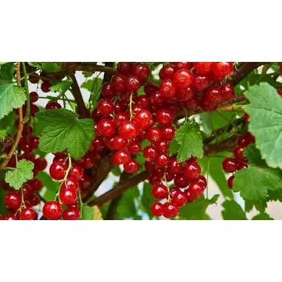 КРАСНАЯ ГРОЗДЬ