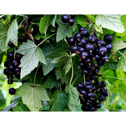 ПРИМОРСКИЙ ЧЕМПИОН