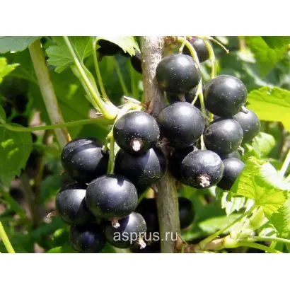 УНИВЕРСИТЕТСКАЯ 123