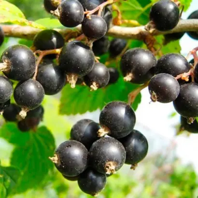 ПАМЯТИ КУХАРСКОГО