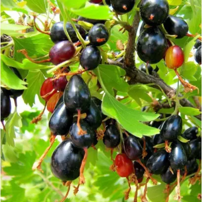 ХВОЙНЫЙ АРОМАТ