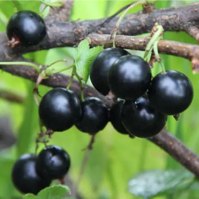 ПЧЕЛКИНСКАЯ