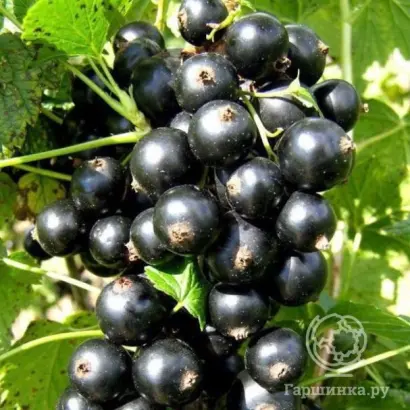 БРЯНСКИЙ АГАТ