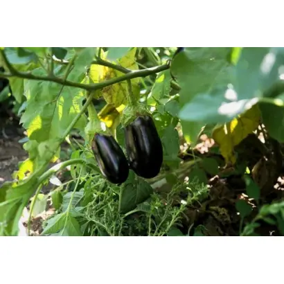 АСТРАХАНЕЦ