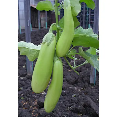 ИЗУМРУДНЫЕ ПОДВЕСКИ