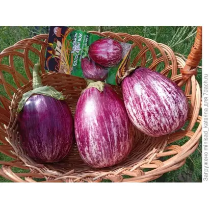 ПОЛОСАТЫЙ БОК