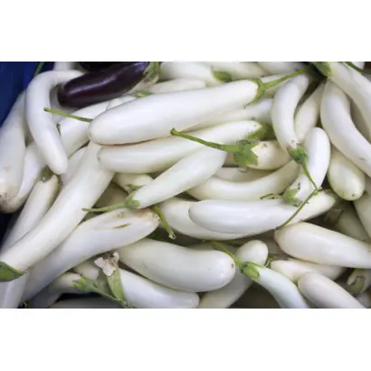 БЕЛЫЙ ПРИНЦ