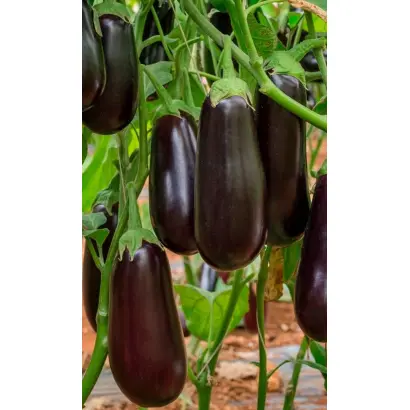 ЧЕРНЫЙ ЦИЛИНДР