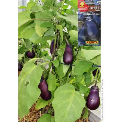 СИРЕНЕВЫЙ ТУМАН