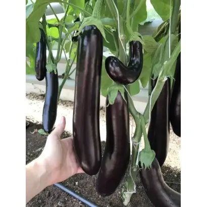 МЕЧ САМУРАЯ