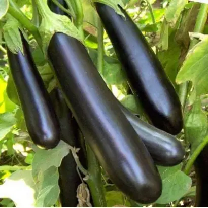 ИЛЬЯ МУРОМЕЦ