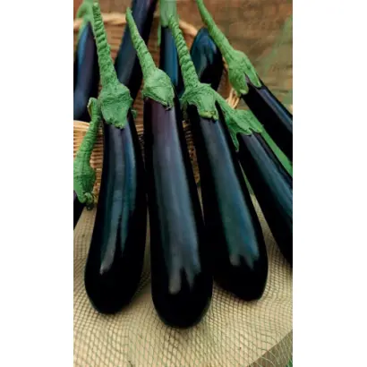 ФИОЛЕТОВЫЙ ДЛИННЫЙ