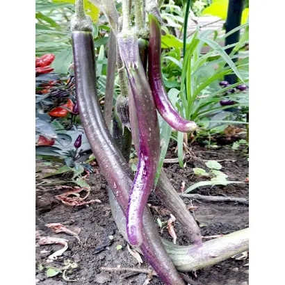 ПАЛЬЧИКОВЫЙ