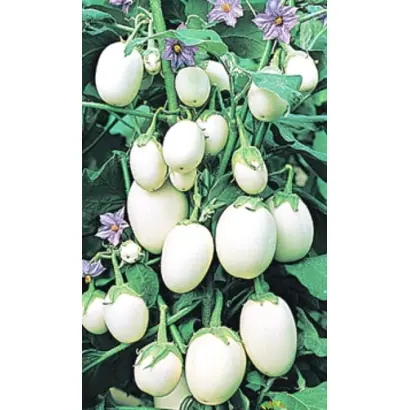 ЯЙЦЕВИДНЫЙ