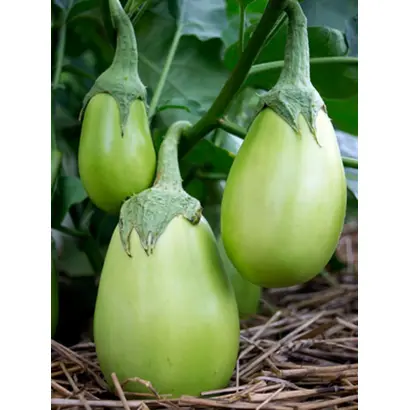 ЗЕЛЕНЕНЬКИЙ