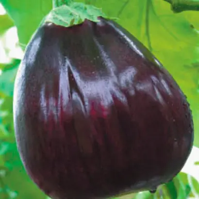 БЫЧЬЕ СЕРДЦЕ