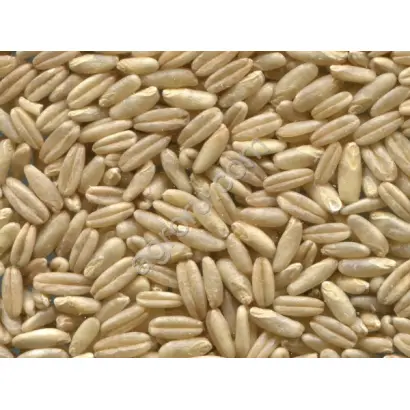 НИЖЕГОРОДЕЦ