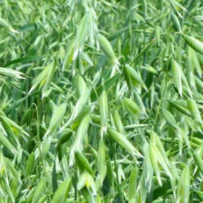 НЕМЧИНОВСКИЙ 61