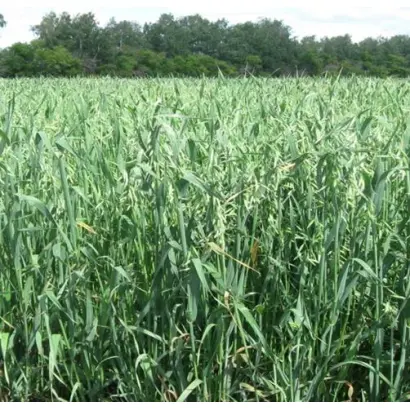 ТАРСКИЙ ГОЛОЗЕРНЫЙ