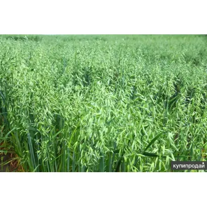 ЛЬГОВСКИЙ 82