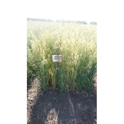 СИБИРСКИЙ ГОЛОЗЕРНЫЙ