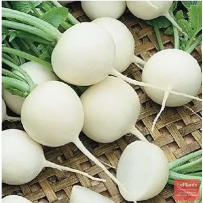 ВИРОВСКИЙ БЕЛЫЙ