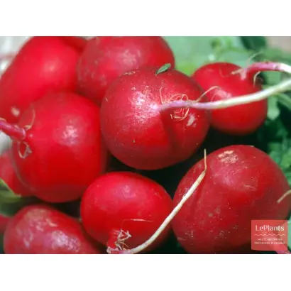 ДУНГАНСКИЙ 12/8