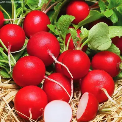 КРАСНЫМ КРАСНО