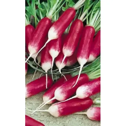 КРАСНЫЙ МЕТЕОР