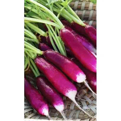 ВЕДЬМИНЫ ПАЛЬЦЫ