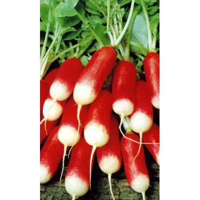 ФРАНЦУЗСКИЙ ПОЦЕЛУЙ