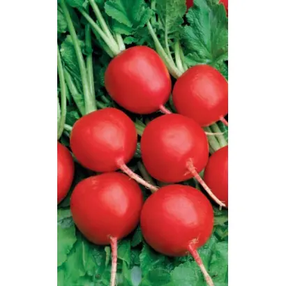 ГЕНЕРАЛЬСКИЙ