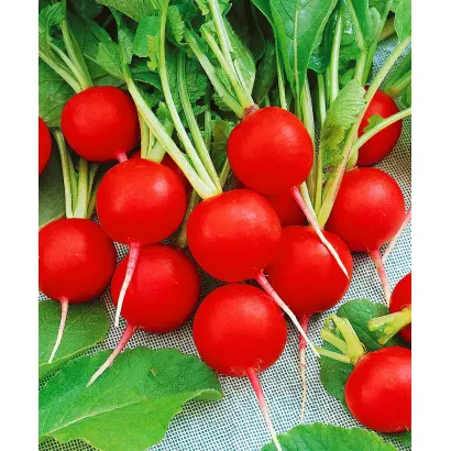 ДУРО КРАСНОДАРСКОЕ