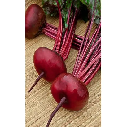 ЦЫГАНСКИЙ БАРОН