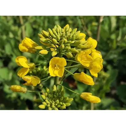 КВС КИРИЛЛ КЛ