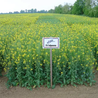 ГК ГАБРИЭЛЛА